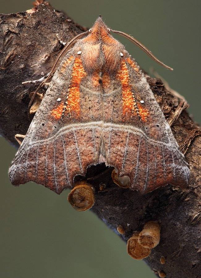 scoliopteryx, libatrix, &mdash;, совка, зубчатокрылая, Сергей Таланов