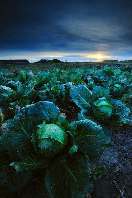 sunshine in a bed of cabbages фото превью
