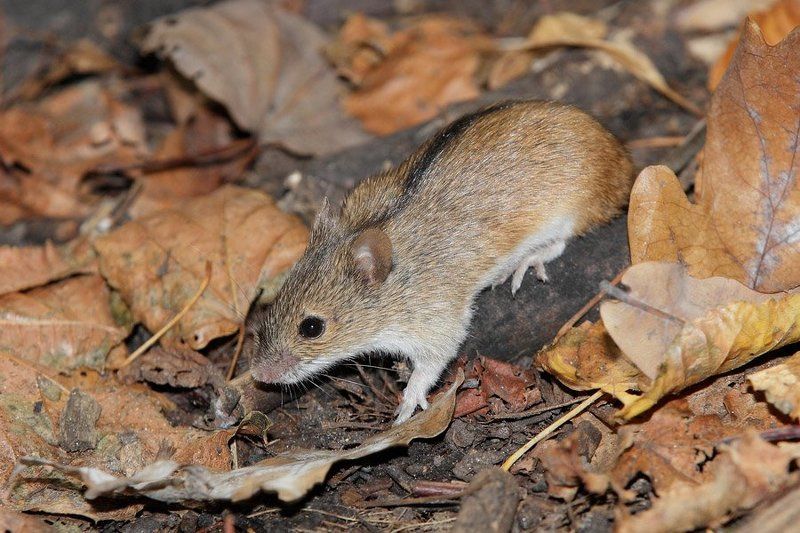 мышь полевая, воробьёвы горы Мышь полевая фото превью