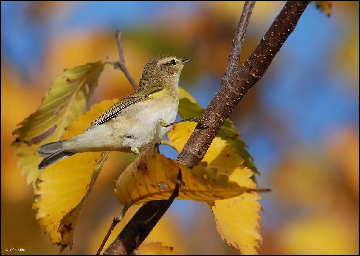пеночка,теньковка,осенние,краски, Александр Чувилин