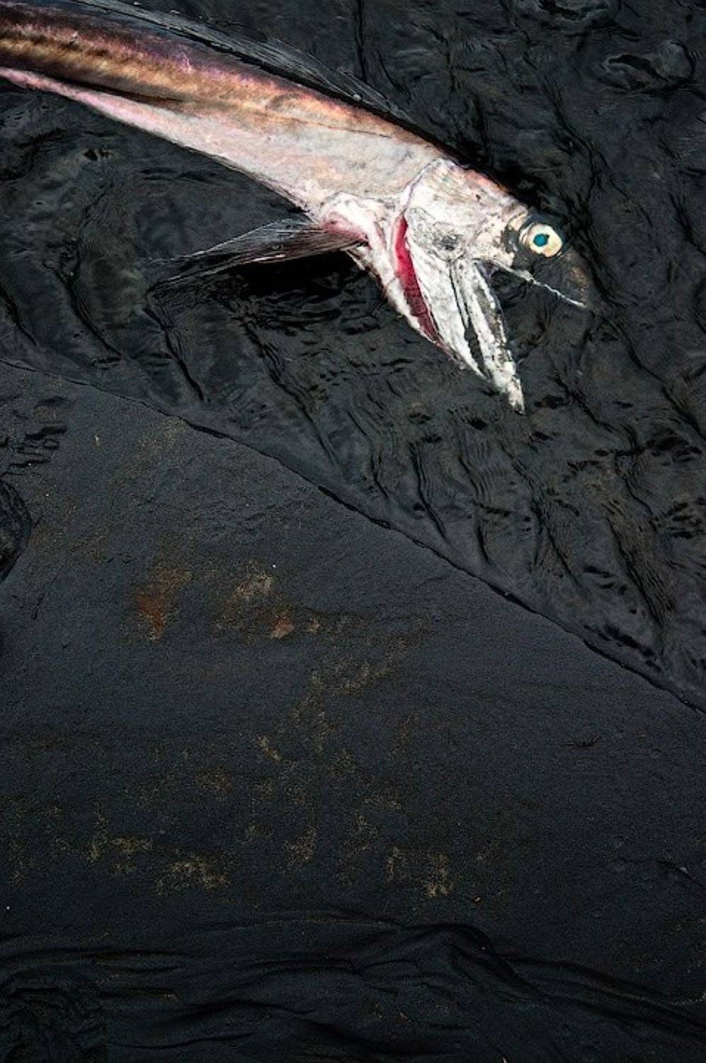 , Алексей Харитонов