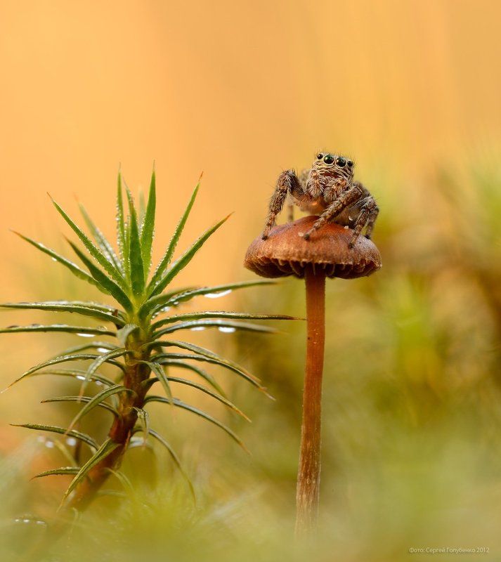 Зонтик и пальма фото превью