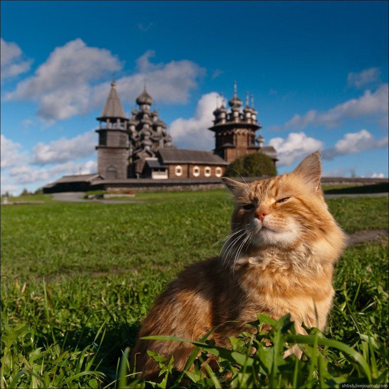 Кижский кот фото превью