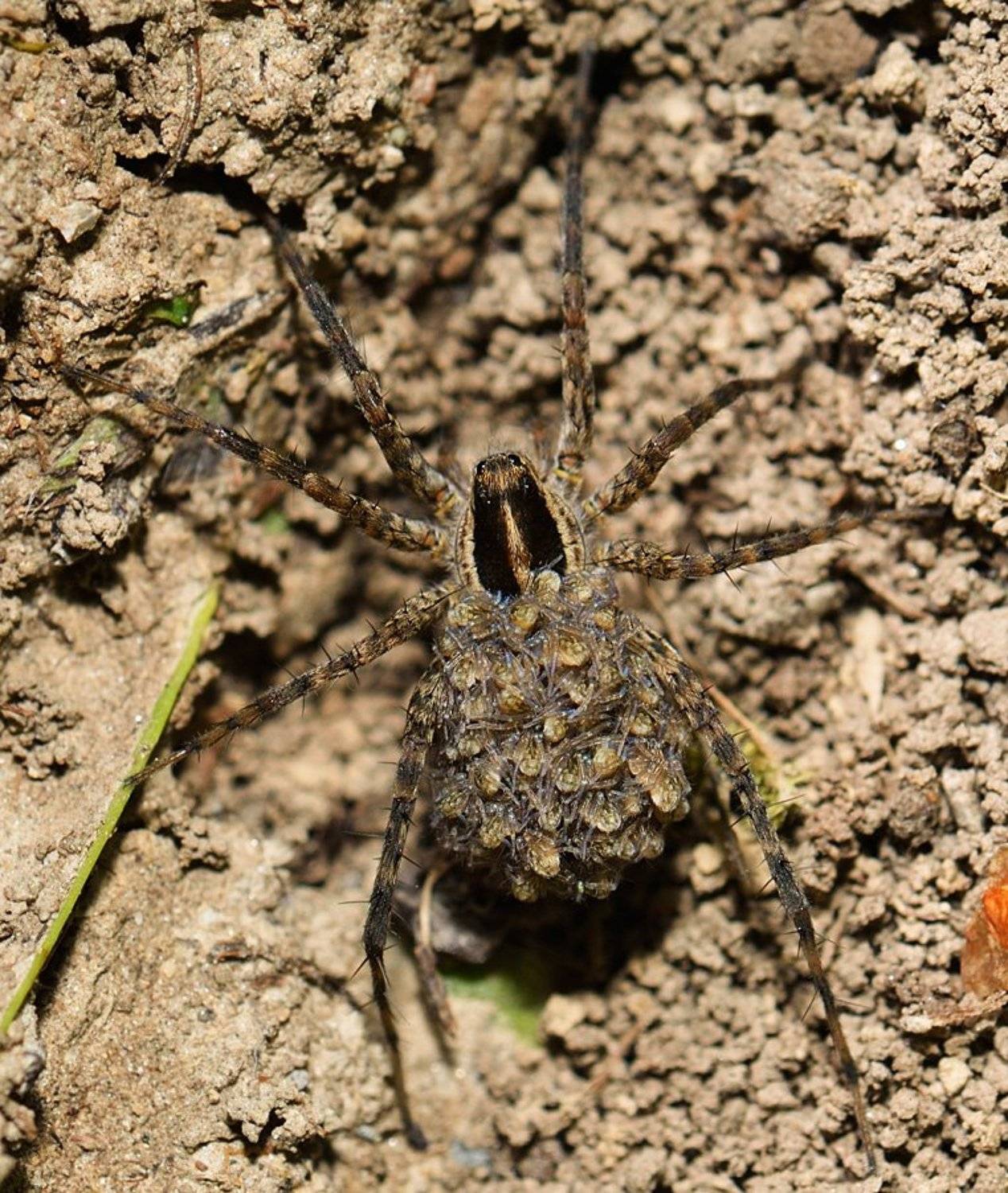 nikon, d7000, spider, macro, close-up, nature, arachnida, arthropoda, lycosidae, wolf, паук-волк, макро, Эдуард Ким