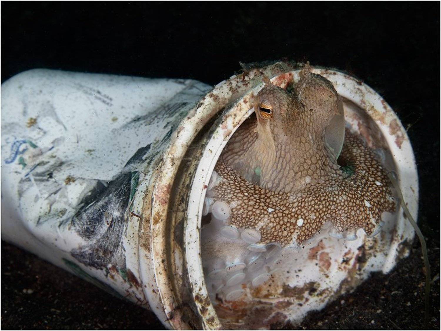 , Олег Федин