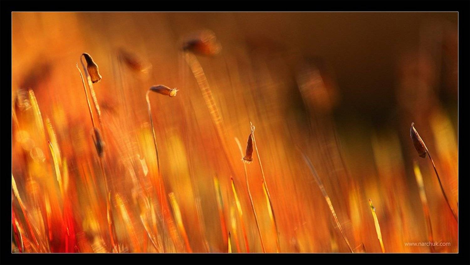 , Нарчук Андрей