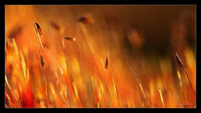 И колосился мох... фото превью