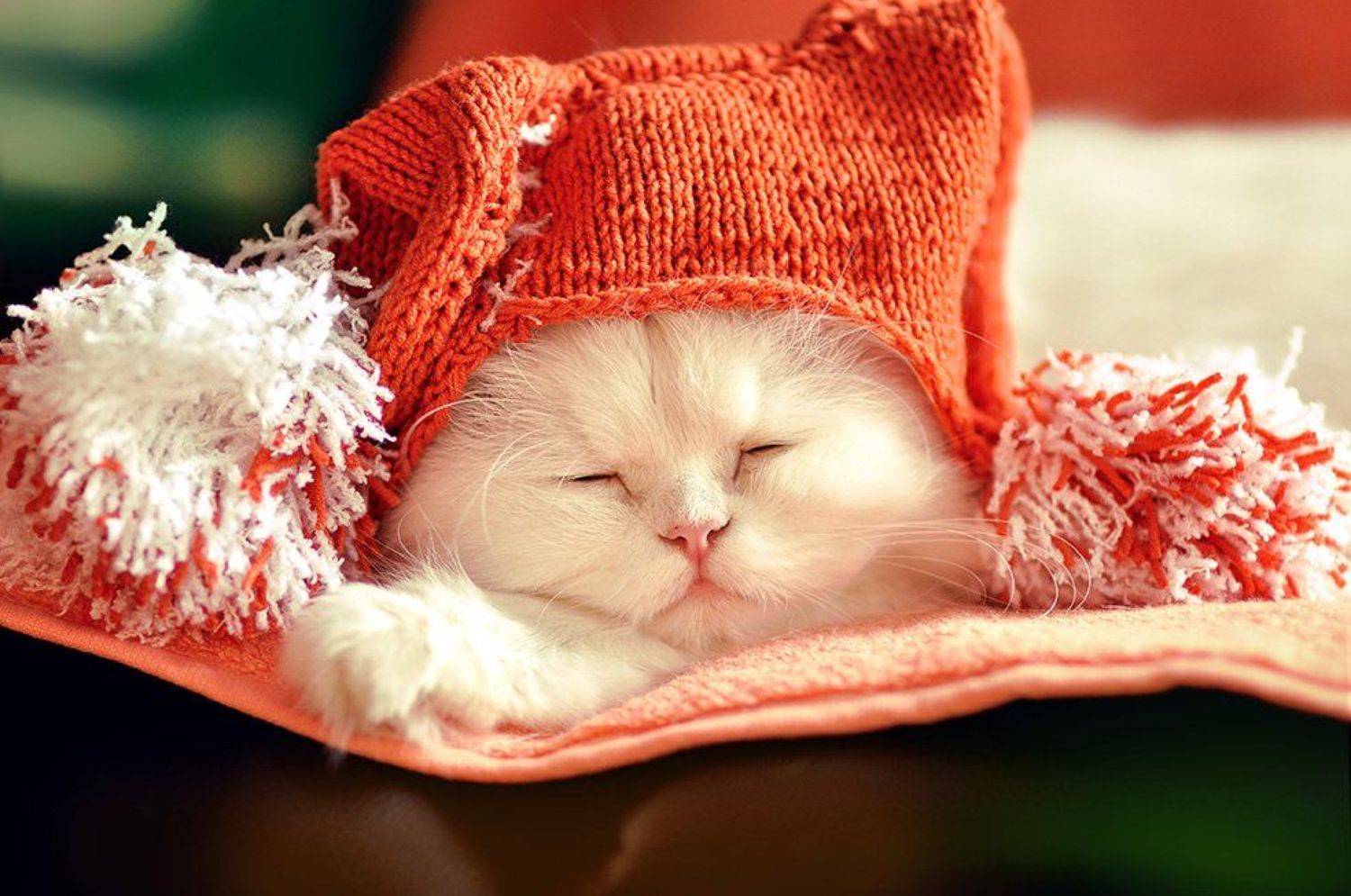 , Парицкая Нина