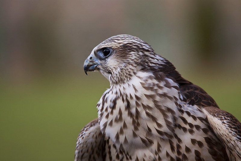 сокол, хищник, птица Балобан фото превью