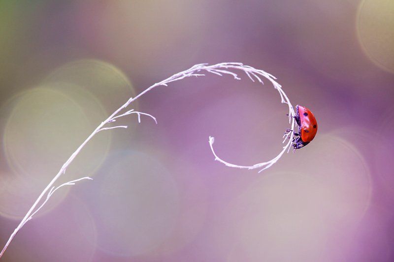 ladybug фото превью