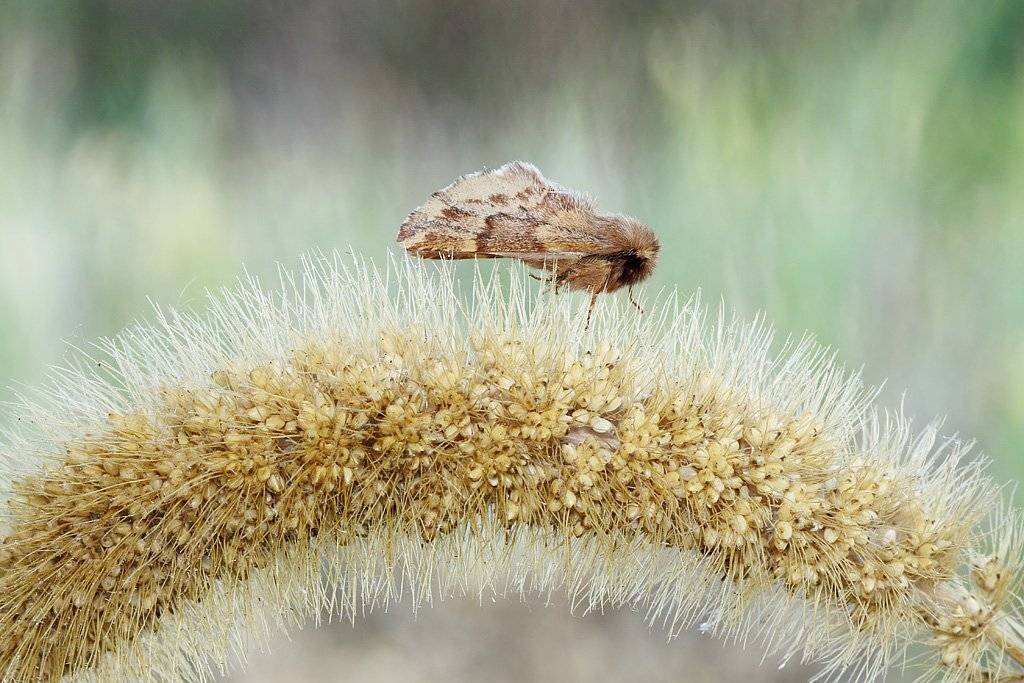 , Сергей Таланов