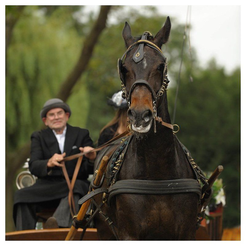 сентябрь, праздник, репортаж, энкхаузен, нидерланды Третий четверг сентября фото превью