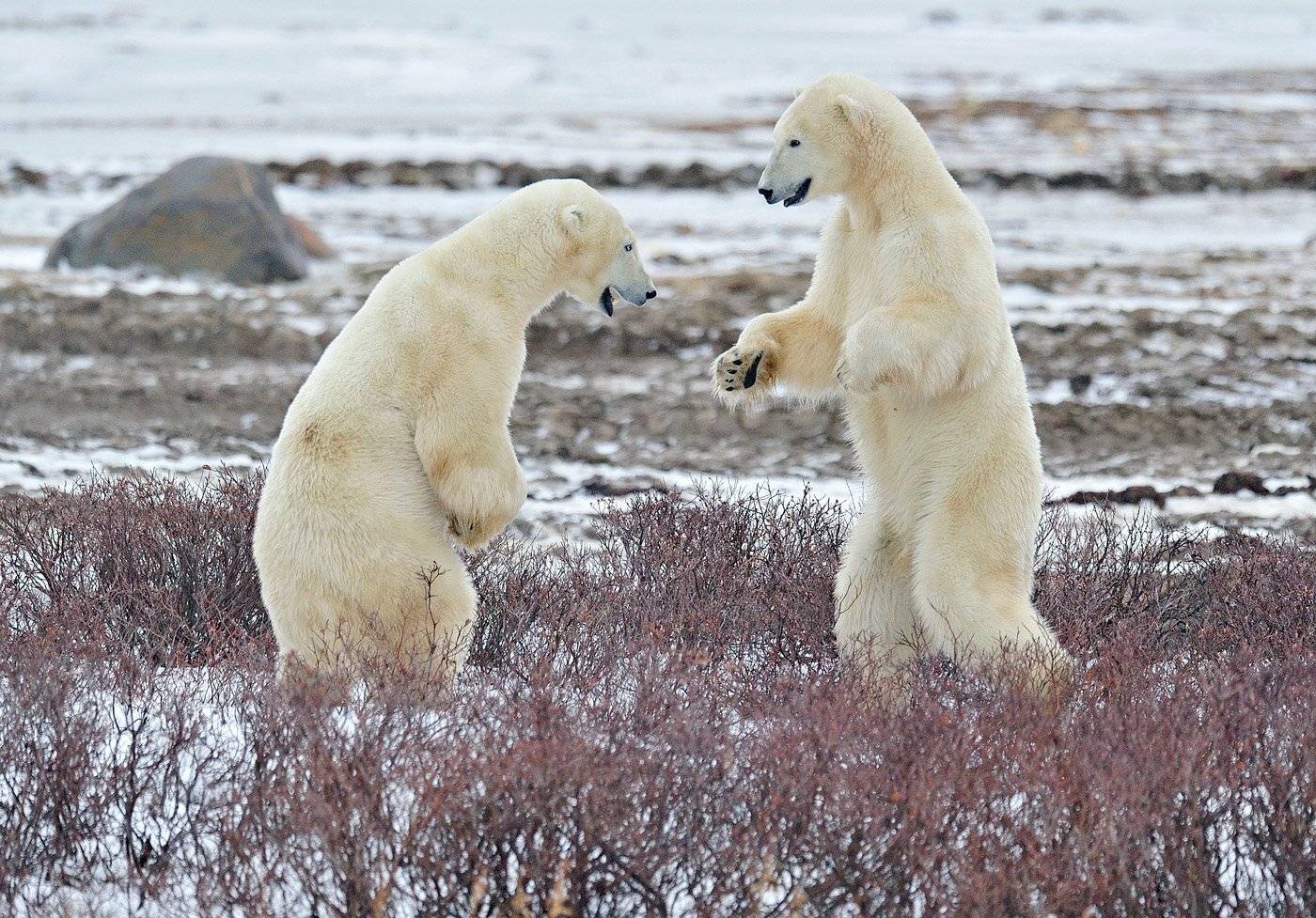 , Алексей Тищенко