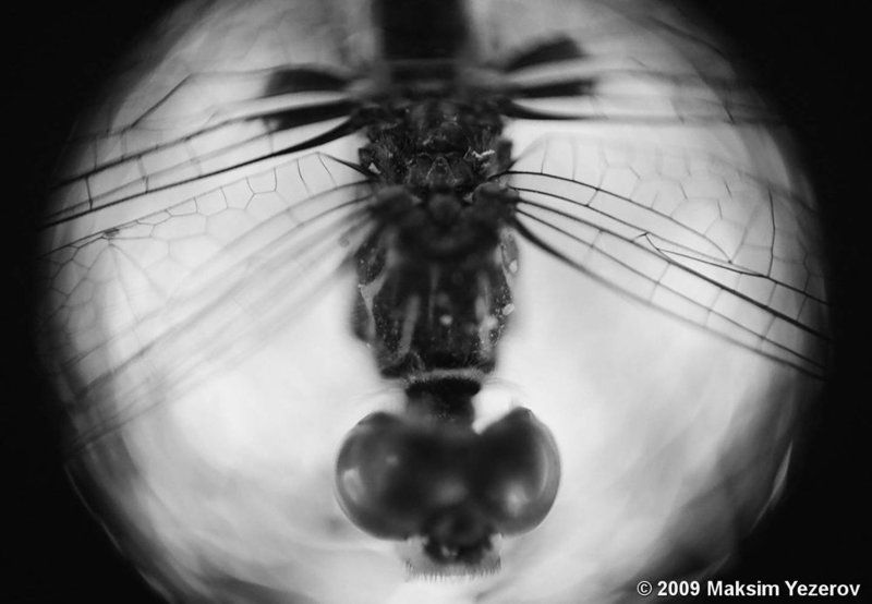 Insectoid фото превью