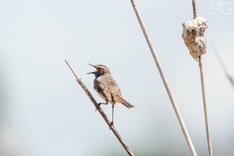 варакушка, самец Варакушек фото превью