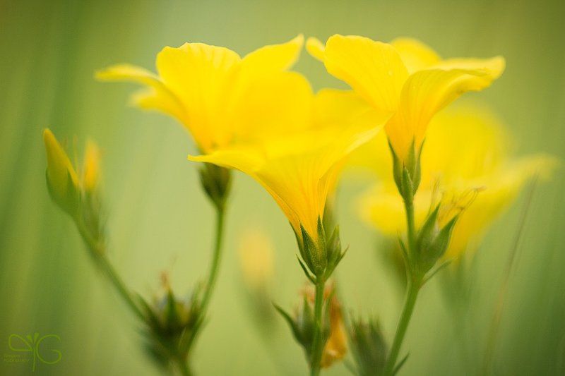 лён, жёлтый, белогорье, красная, книга, linum, flavum, belogorie Жёлтый лён фото превью