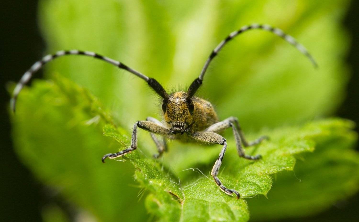 , Шмыров Илья