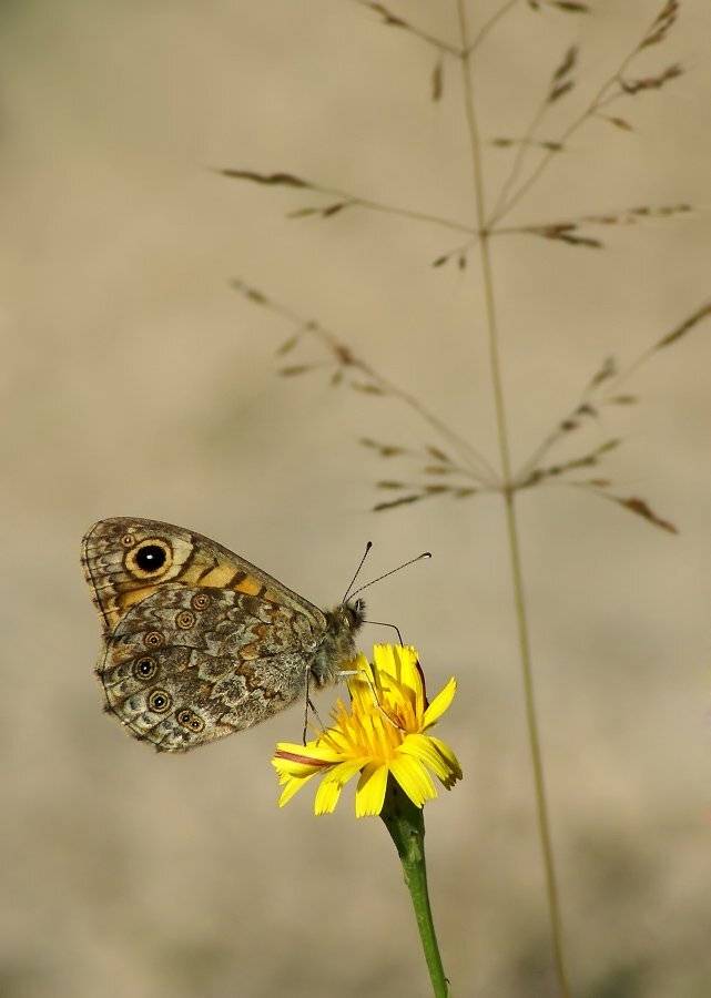 буроглазка, мегера, Cheplenko Aleksey