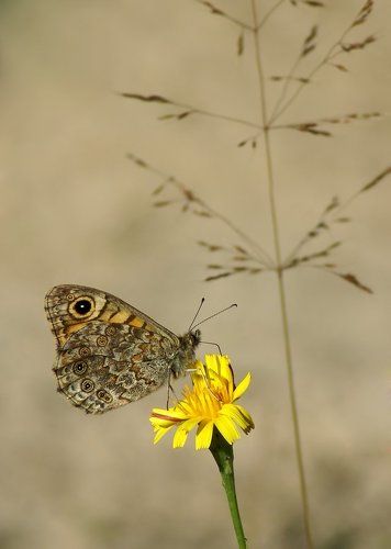Буроглазка Мегера