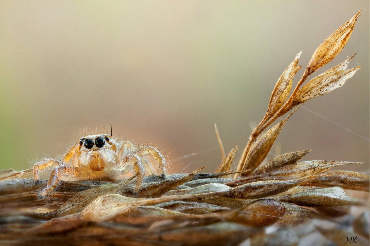 паук-скакун, Miron Karlinsky