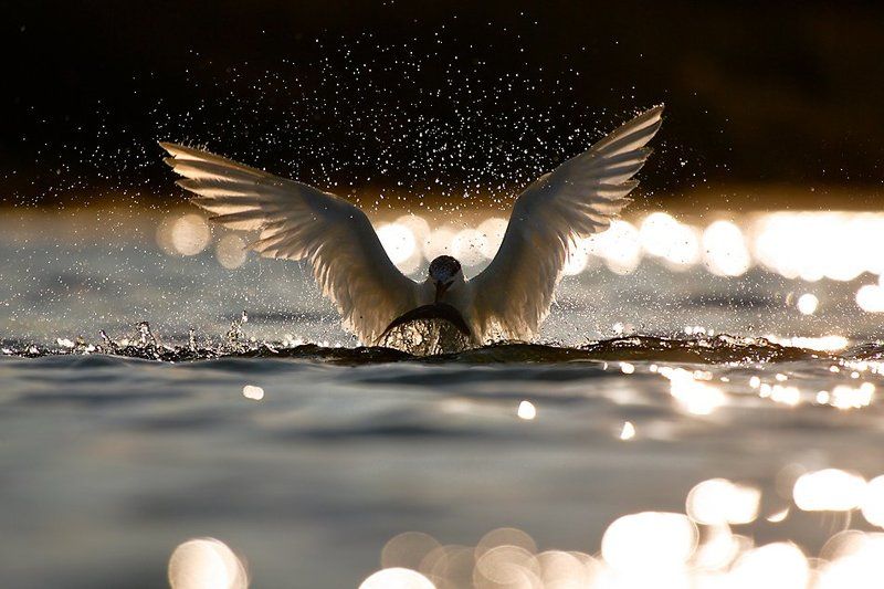 *** фото превью