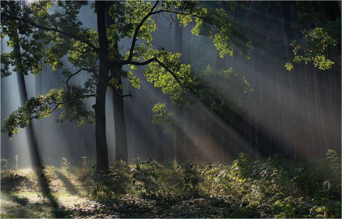 , Володимир Карчевський