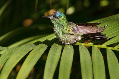 Солнечные ванны