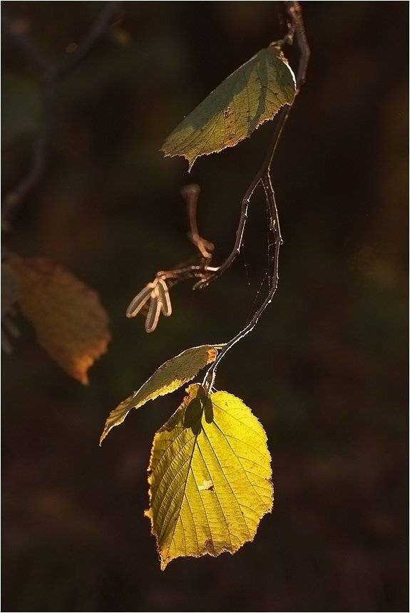 , Николай Шахманцир