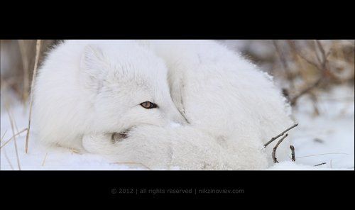Всевидящее око песца