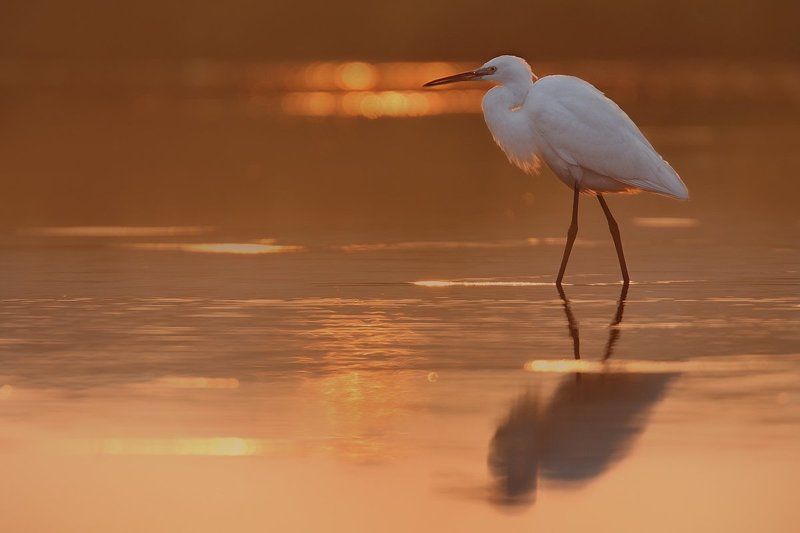 Egretta garzetta фото превью
