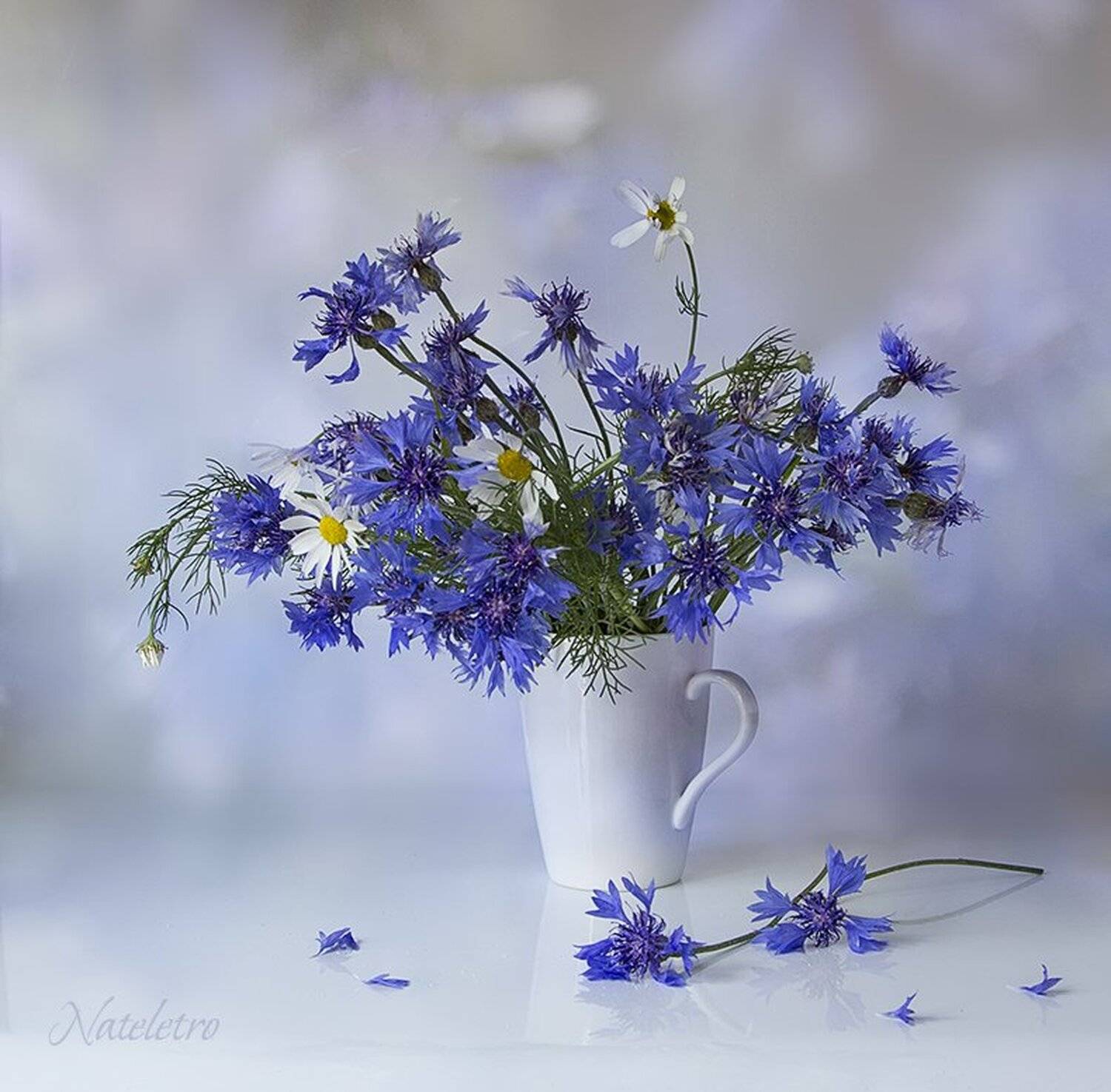 натюрморт, цветы, васильки, Наталья Кузнецова (Nateletro)