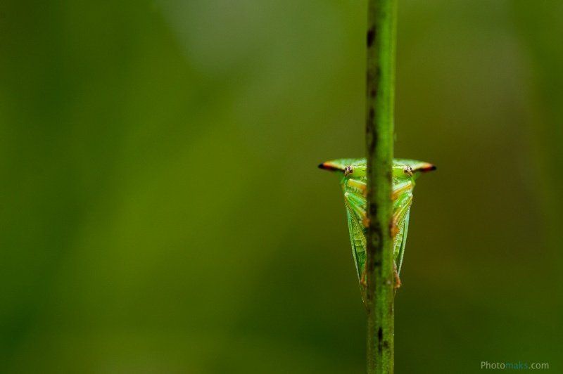 * фото превью