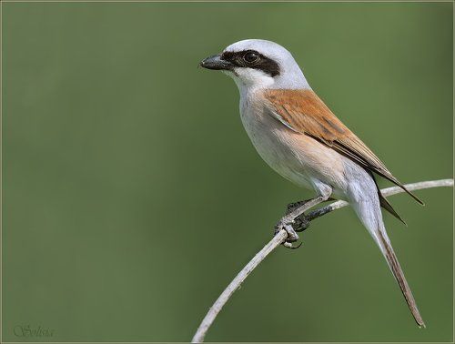 Семейство жуланов
