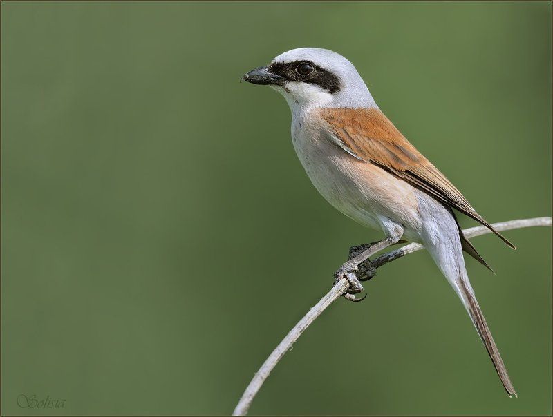 птицы, природа, жулан, сорокопут-жулан, обыкновенный жулан, lanius collurio Семейство жуланов фото превью
