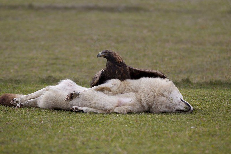 беркут, волк, охота Перехват серого разбойника. фото превью