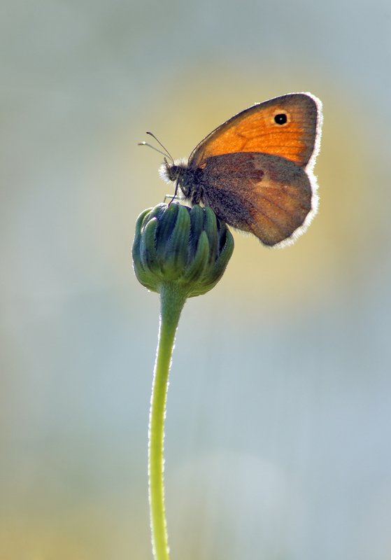 Сенница фото превью