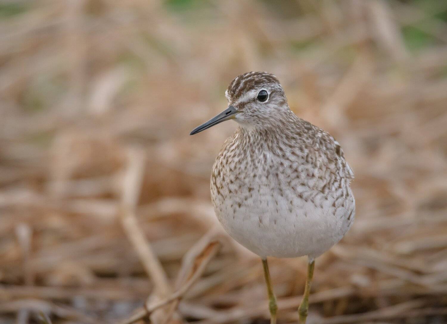 фифи, Полистовский заповекдник, тростник, птица на закате, птица на оранжевом, вечерний свет, Tringa glareola, псковская область, Ксения Соварцева