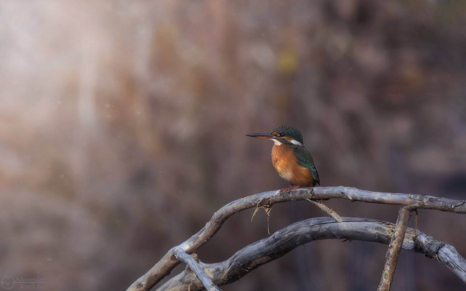 , Александр Круль