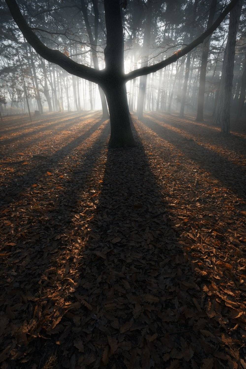landscape, nature, mood, light, morning, fog, mist, asbtract, autumn, Lyuboslav