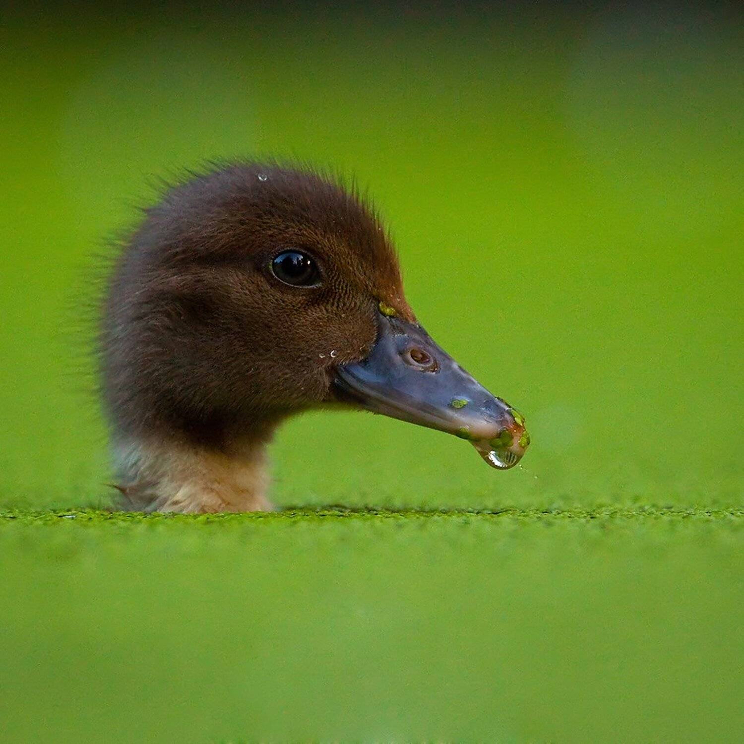 , Robert Adamec
