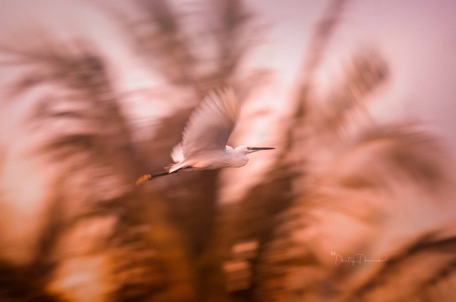 природа, животные, птицы, вьетнам, остров фукок, Дмитрий Посевич