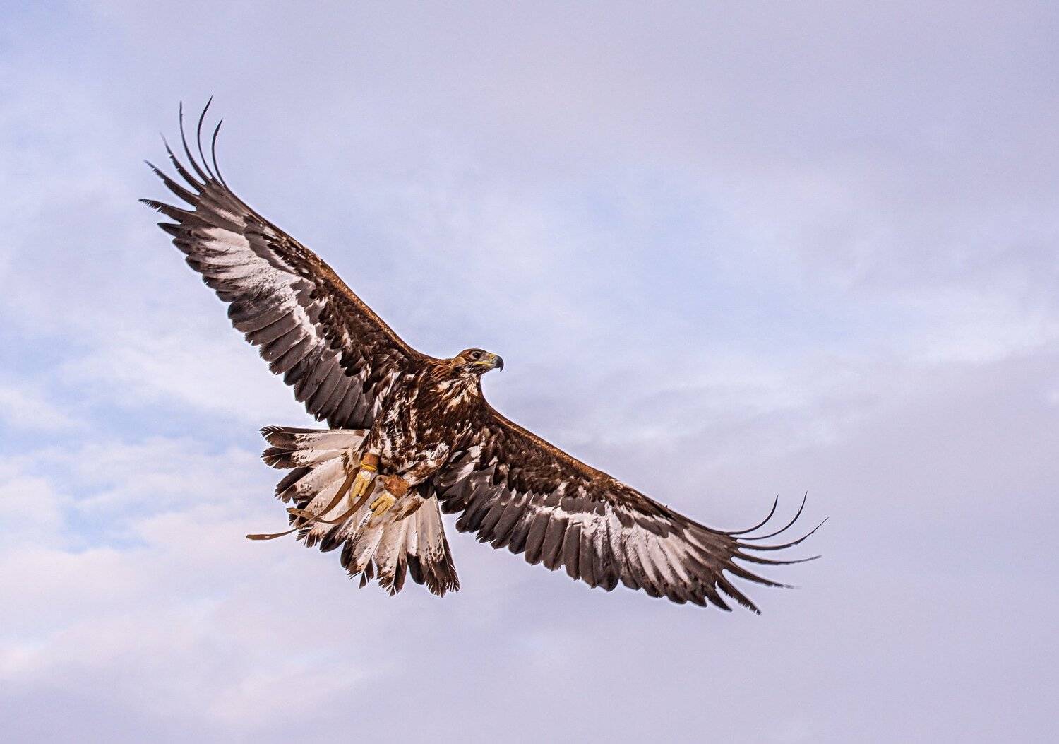 беркут, Евгений Дроботенко