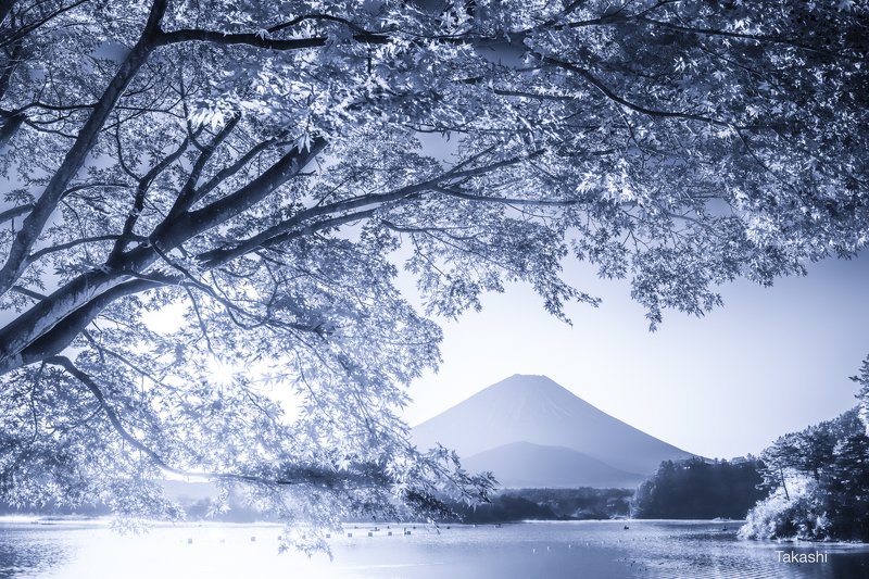 Fuji,Japan,mountain,lake,water,sun,sunshine,sunrise,maple,light Autumn leaves full of light фото превью