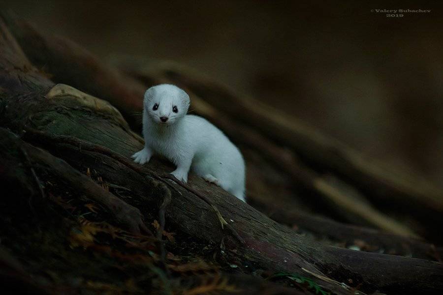 , Валерий Субачев