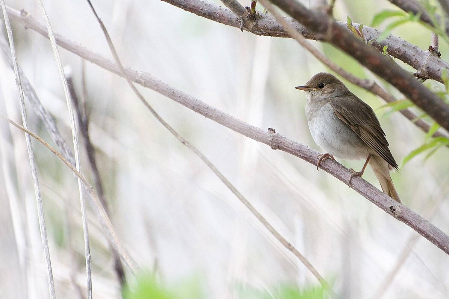 птица, соловей, Михаил Агеев