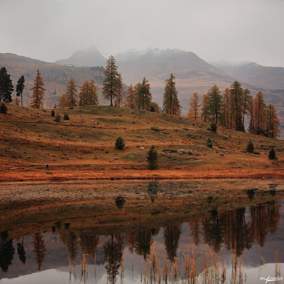 swiss, Матвеев Николай