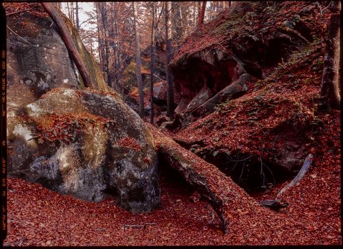 Autumn foliage trees in the mountains. forest in the Carpathian mountains Fuji Velvia film