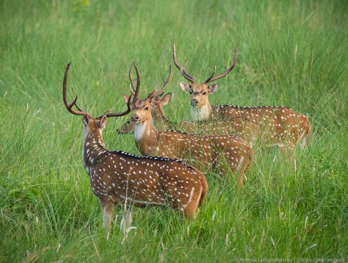 Sika or spotted deers herd in the jungle. Wildlife and animal photo. Japanese deer Cervus nippon