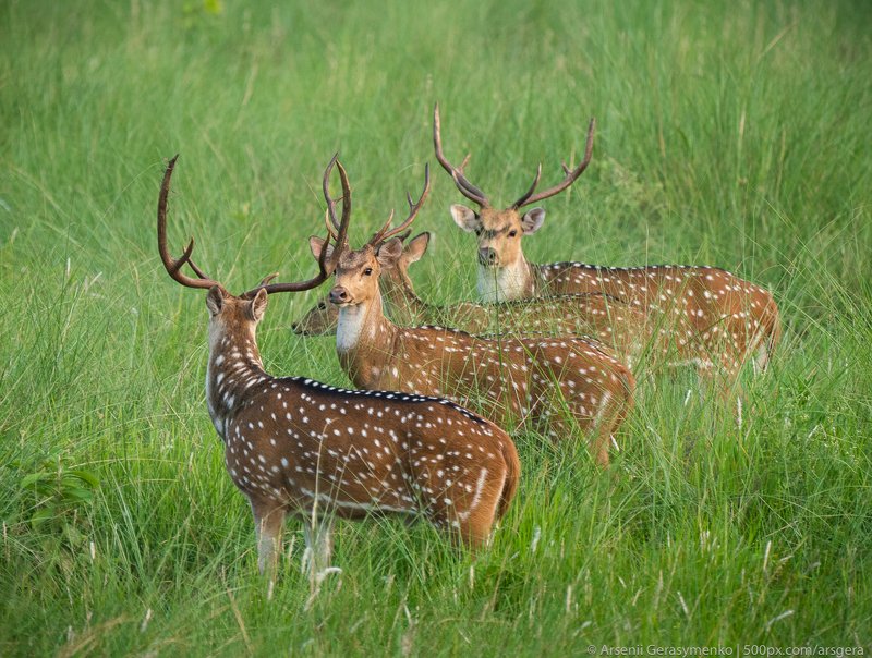 cervus nippon, japanese, nippon, animal, animals, antler, beautiful, beauty, big, brown, cervus, cute, dama, dappled, deer, deers, doe, fauna, female, field, flock, forest, fur, grass, grazing, green, herd, horns, jungle, male, mammal, meadow, natural, na Sika or spotted deers herd in the jungle. Wildlife and animal photo. Japanese deer Cervus nippon фото превью