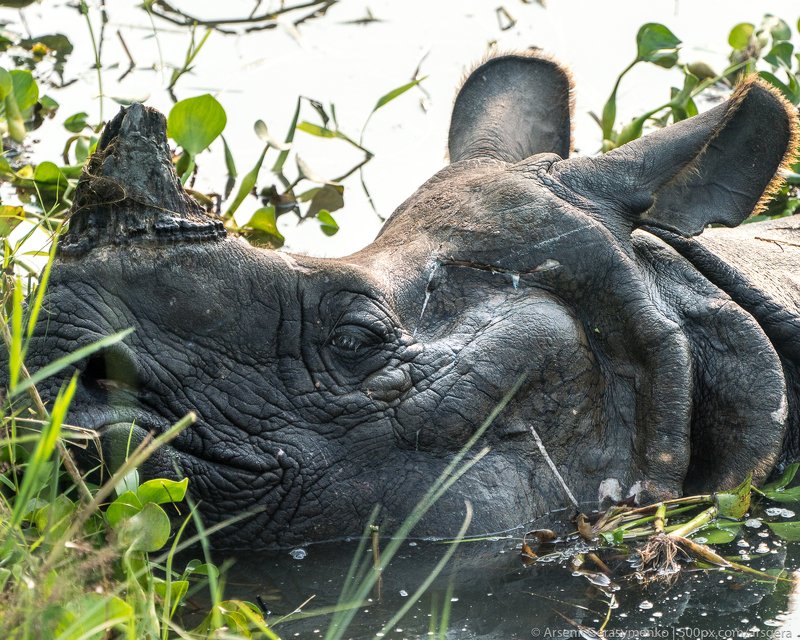 rhino, rhinoceros, asian, indian, national, park, india, horned, wildlife, wild, chitwan, one, nepal, safari, nature, horn, animal, big, large, mammal, animals, huge, black, grass, wilderness, dangerous, danger, asia, strong, conservation, reserve, jungle Indian rhinoceros Rhinoceros unicornis, also called greater one-horned rhinoceros or great Indian rhino with cub in a swamp. Wildlife photography in Asia фото превью